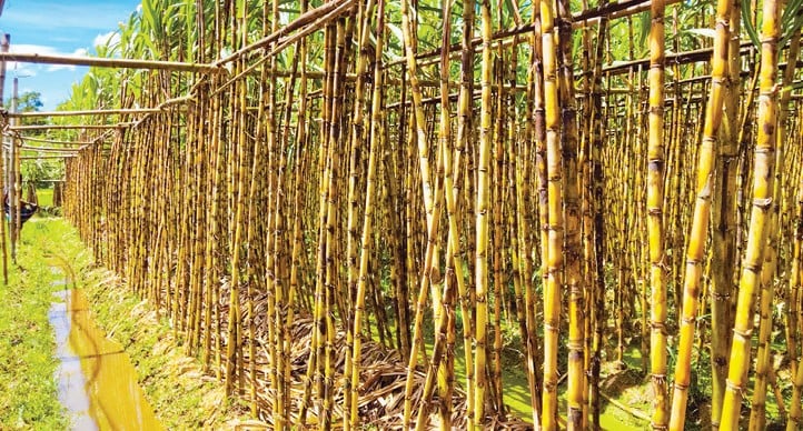 বরুড়ায় আখের বাম্পার ফলন, বাড়তি দামে চাষিদের মুখে হাসি