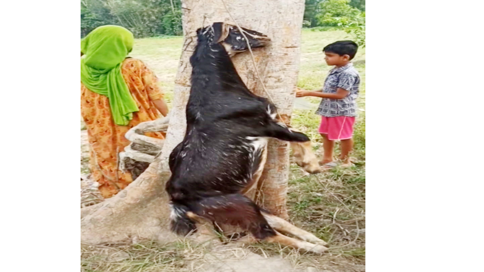 ছাগল হত্যার দায়ে কৃষক দল সভাপতির নামে মামলা