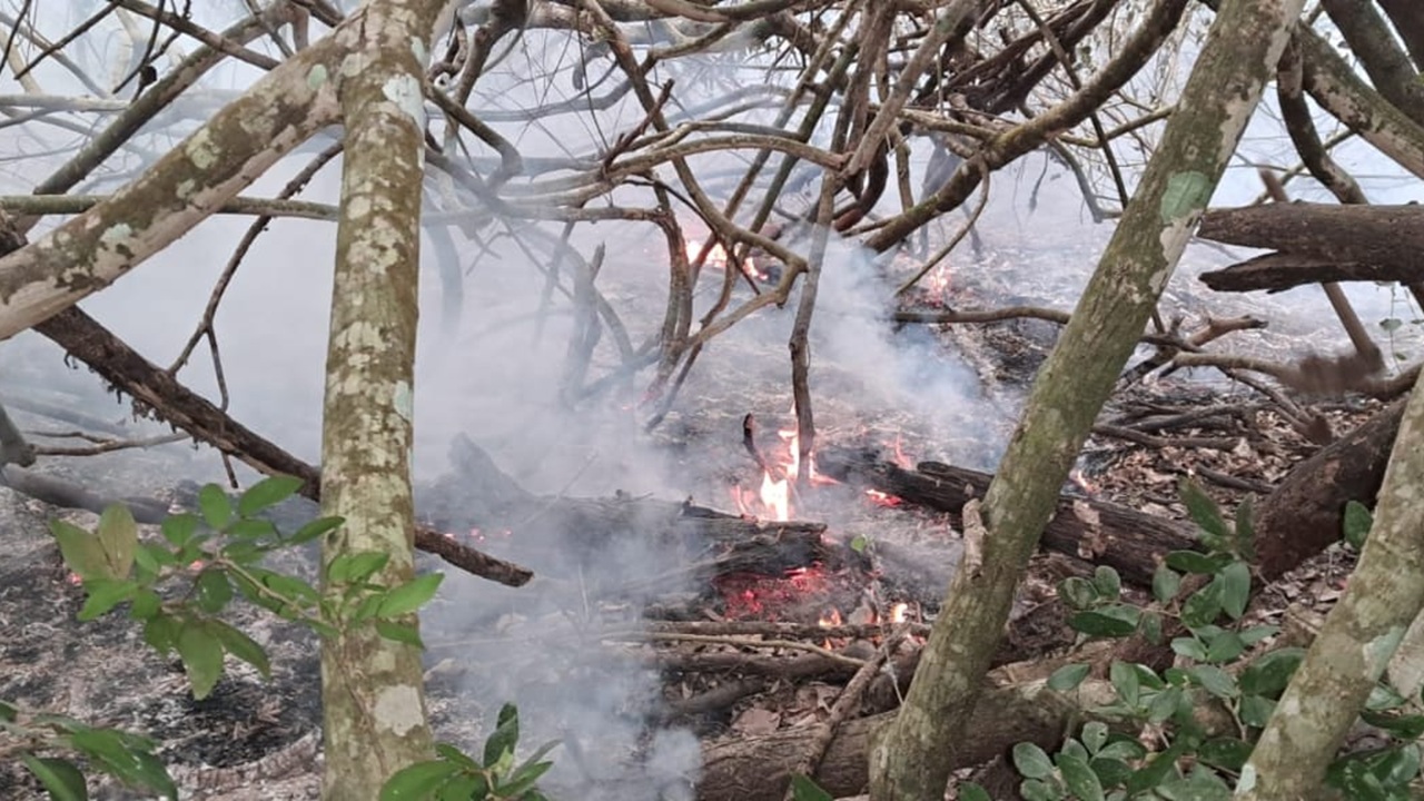 রাতের মধ্যেই সুন্দরবনের আগুন নিয়ন্ত্রণে আনতে প্রচেষ্টায় বন বিভাগ