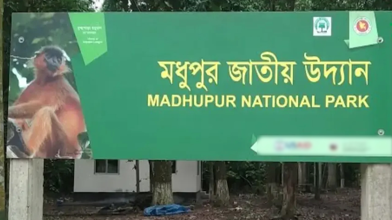 মধুপুর শালবনের ১৫০ একরে রোপণ করা হবে শালগাছ