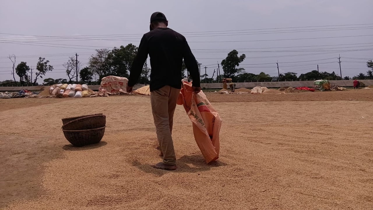 সুনামগঞ্জে ধান শুকাতে ব্যস্ত কৃষান-কৃষানি
