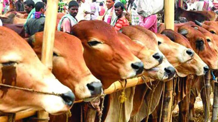 বাড্ডার ইস্টার্ন হাউজিংয়ে পশুর হাট বসানো যাবে না: হাইকোর্ট