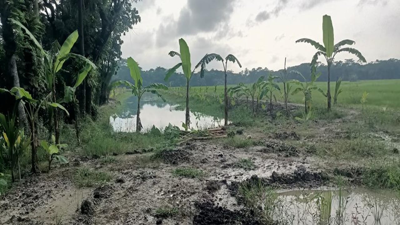 মির্জাগঞ্জে ফসলি জমির মাটি কেটে জলাশয় তৈরির অভিযোগ