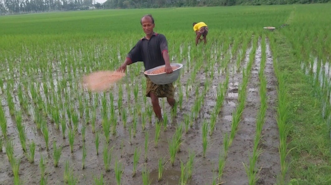 ক্ষেতলালে বাড়তি দামে সার বিক্রির অভিযোগ, বিপাকে আমন চাষিরা