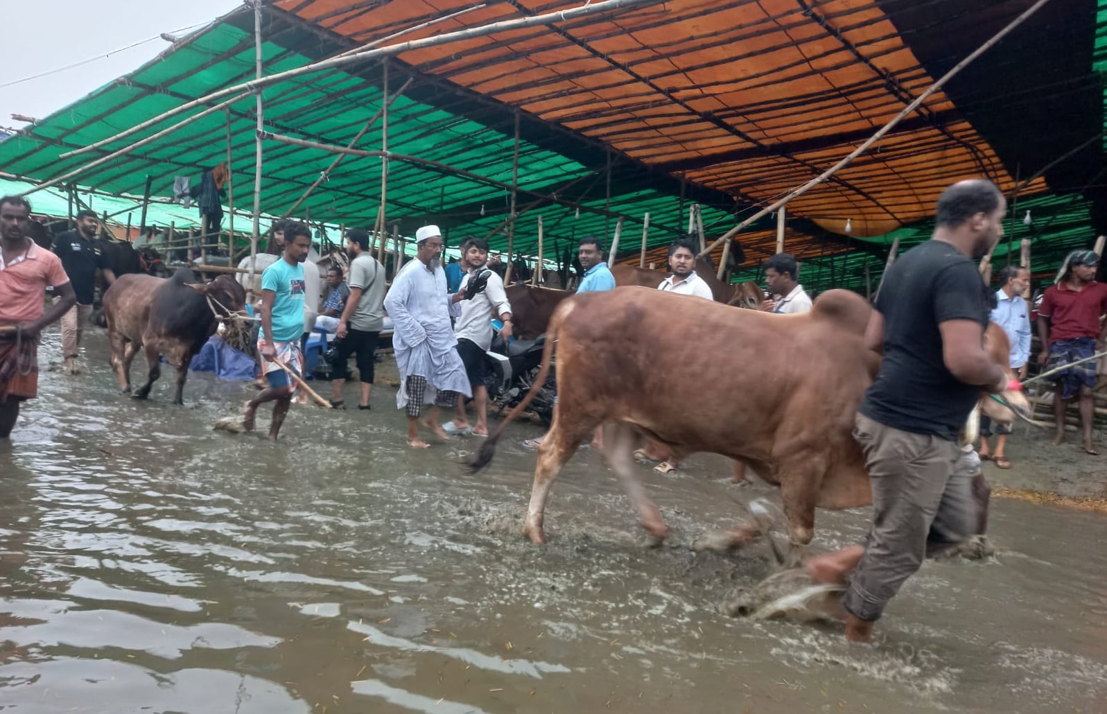 বৃষ্টি ও জলাবদ্ধতার মধ্যে কোরবানির পশু বেচাকেনার ধুম