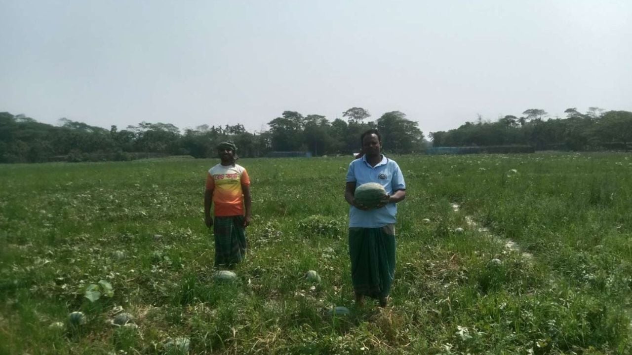 আমতলীতে তরমুজের বাম্পার ফলন, মূল্য না পাওয়ায় হতাশ কৃষক