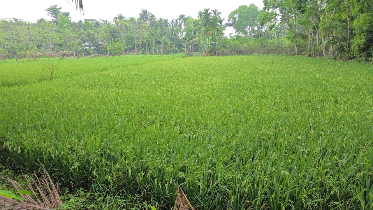 নেছারাবাদে ডিজেলসংকটে ৩০ হাজার হেক্টর জমির ধানচাষ ঝুঁকিতে