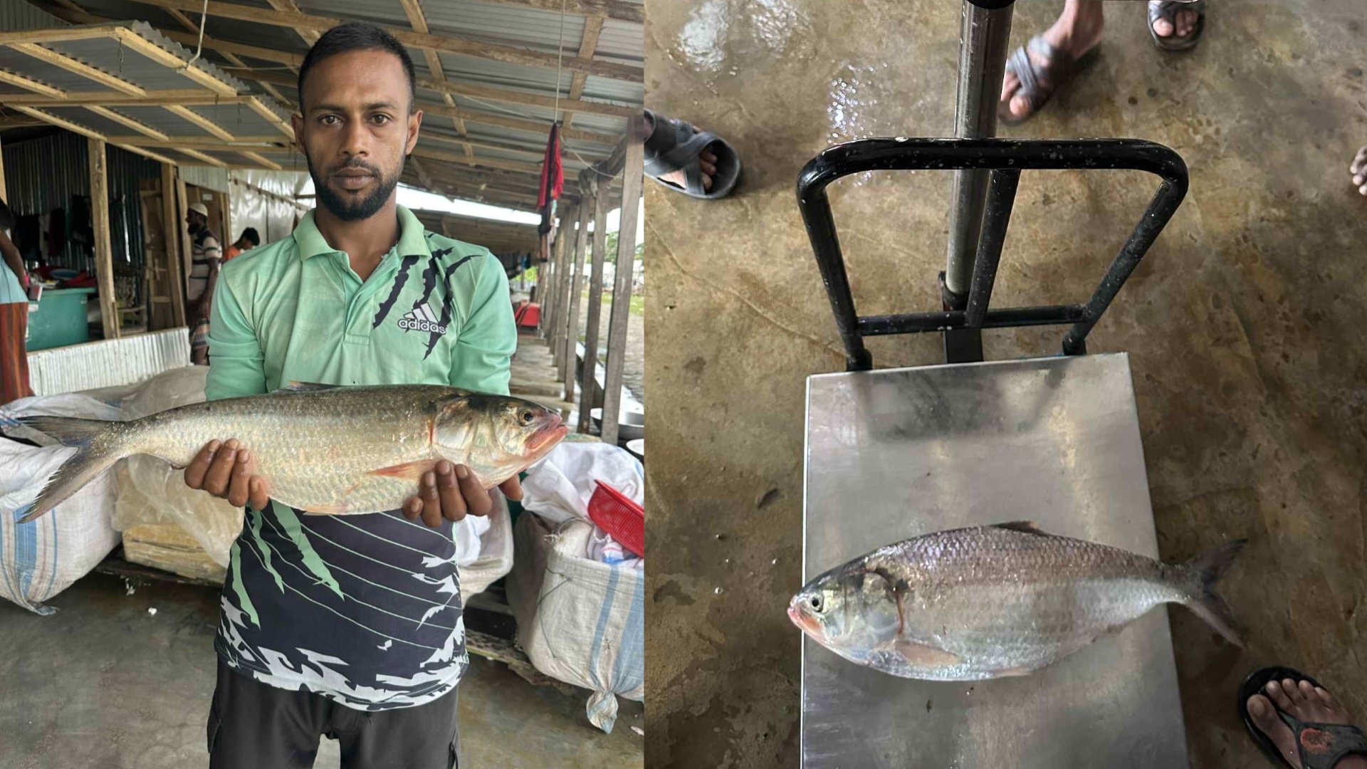 ৭ হাজার ৭০০ টাকায় এক ইলিশ বিক্রি