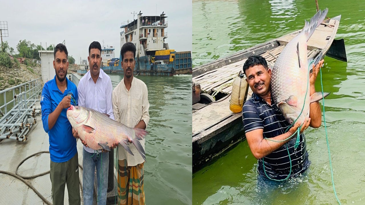 পদ্মায় ধরা দুই কাতলের দাম ৮৮ হাজার টাকা