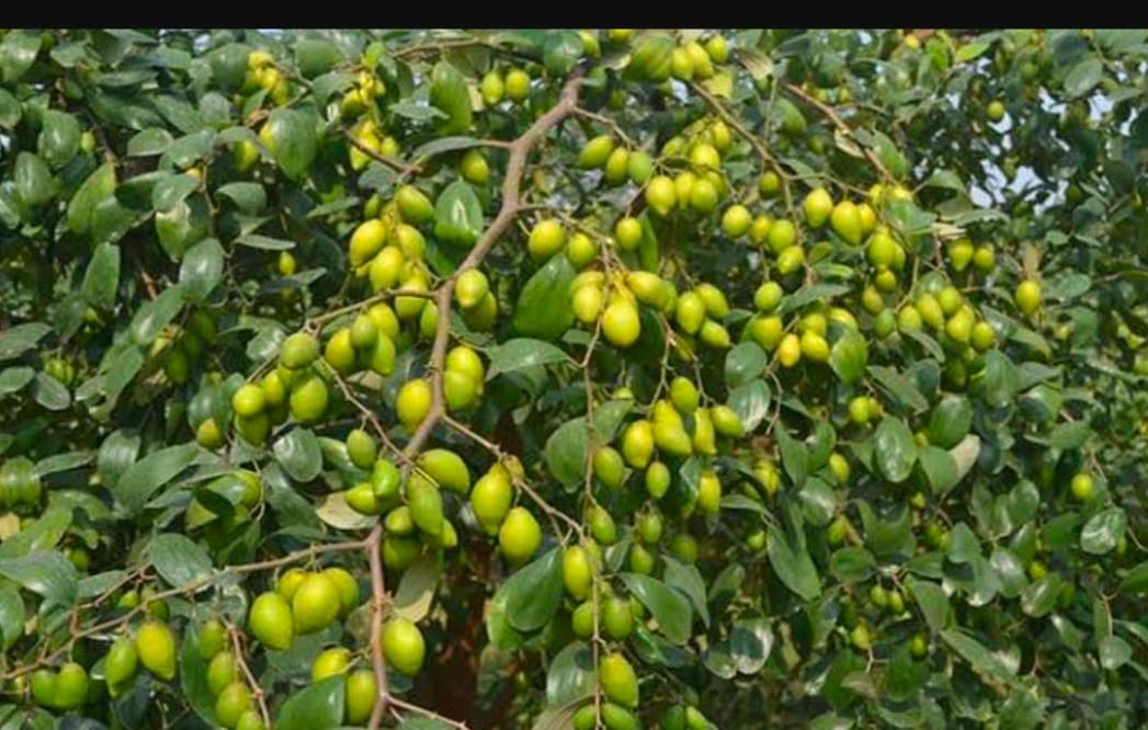 কুল চাষে স্বাবলম্বী খালেক সিকদার!
