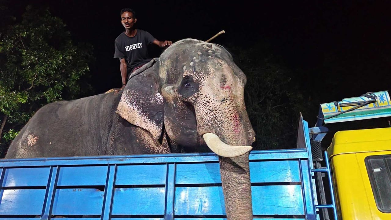 প্রধানমন্ত্রীর নির্দেশে জাতীয় চিড়িয়াখানায় অসুস্থ হাতি ‘বাদশা বাহাদুর’
