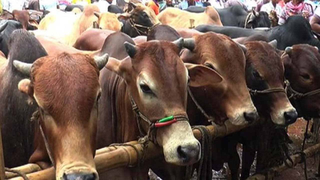 রাজধানীতে বসছে ২৮টি কোরবানির পশুর হাট