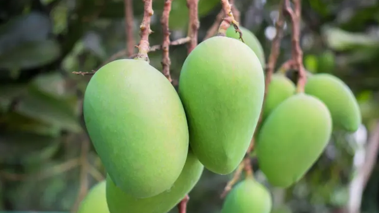 যেভাবে বাজার দখল করেছে সাতক্ষীরার আম