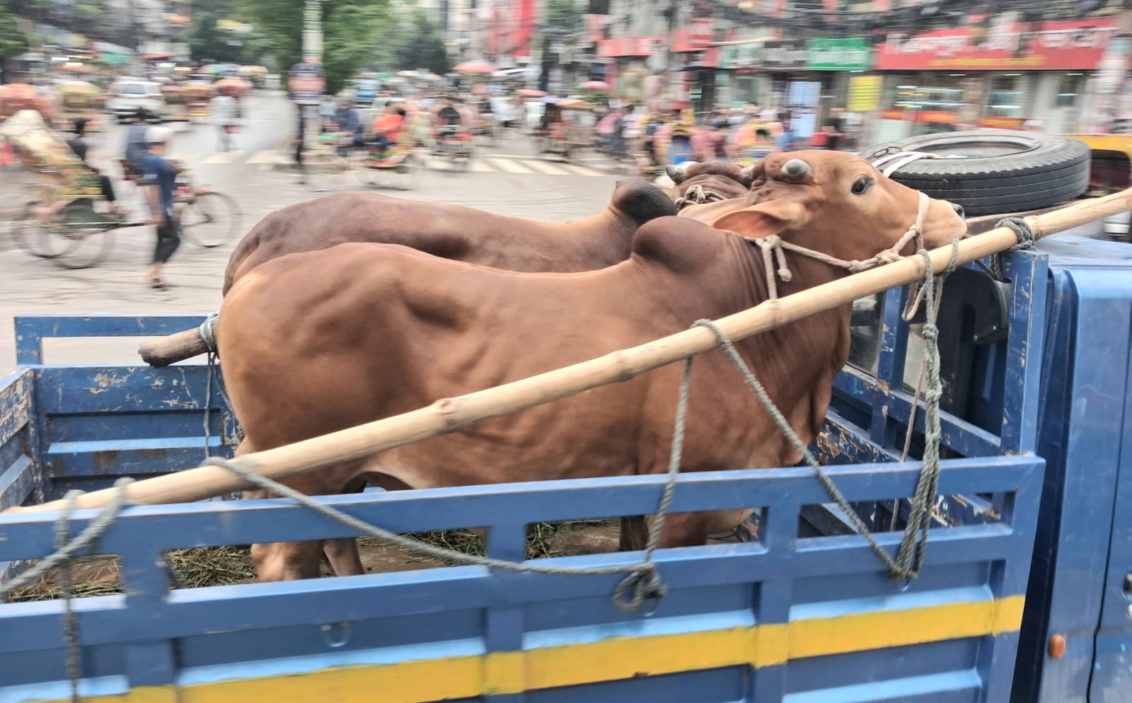 খুলনায় পশু বিক্রি ও রাজস্ব আদায়ে রেকর্ড, হতাশায় বড় গরুর খামারিরা