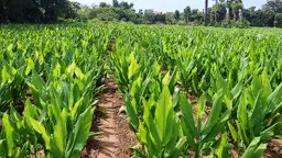 হলুদে এবার ৬০ কোটি টাকার সম্ভাবনা