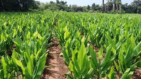 হলুদে এবার ৬০ কোটি টাকার সম্ভাবনা