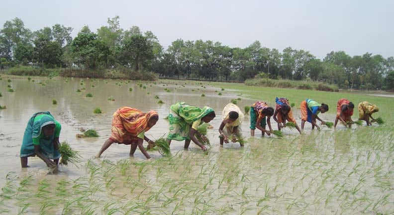 নওগাঁয় আমন ধান রোপণের ধুম