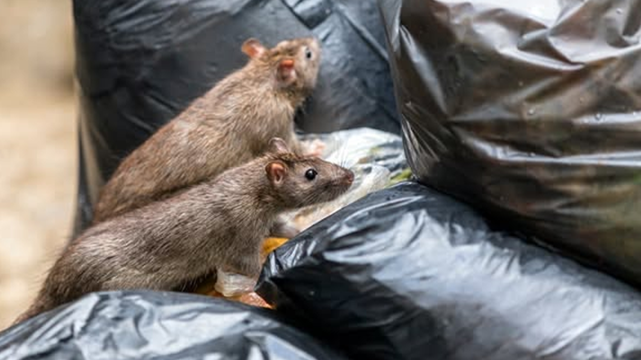 গাজায় নতুন আতঙ্ক ইঁদুরের হানা