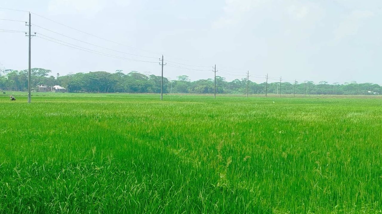 ডিজেল সংকটে পানিশূন্য বোরো ধানের ক্ষেত, উৎপাদনে শঙ্কা