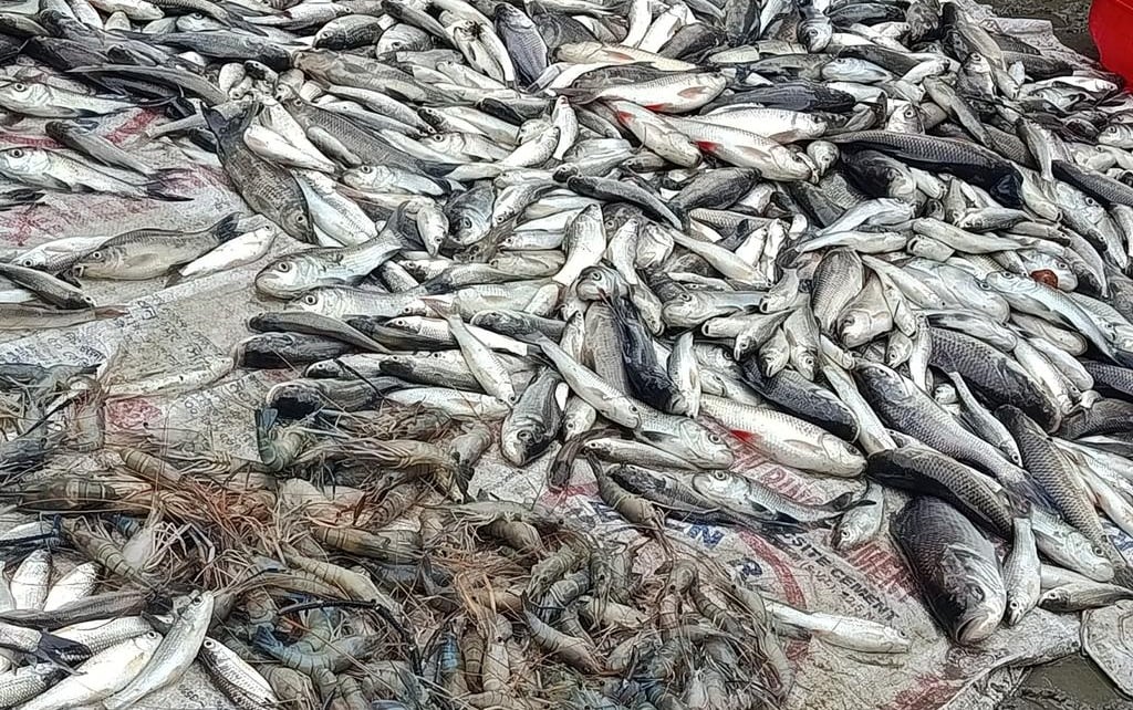 এক রাতে দুই মৎস্যঘেরে বিষপ্রয়োগ, ১০ লাখ টাকার ক্ষতি