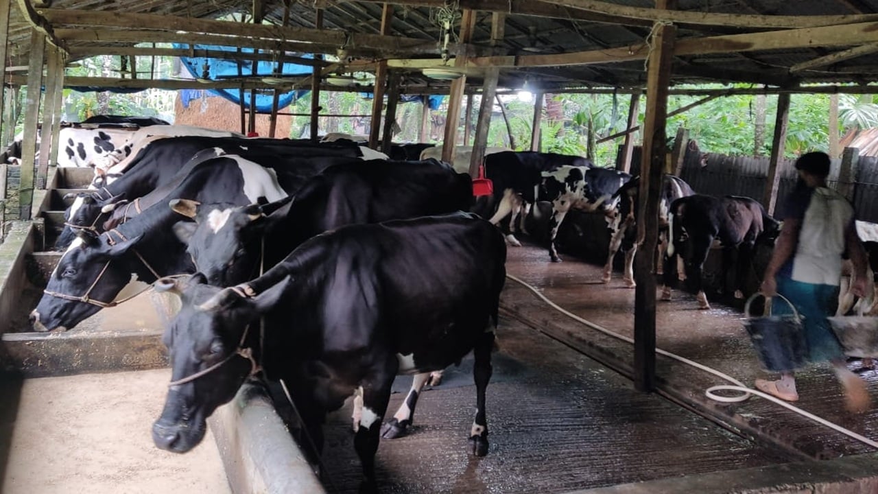 ভোলায় চাহিদার চেয়েও বেশি কোরবানির পশু প্রস্তুত
