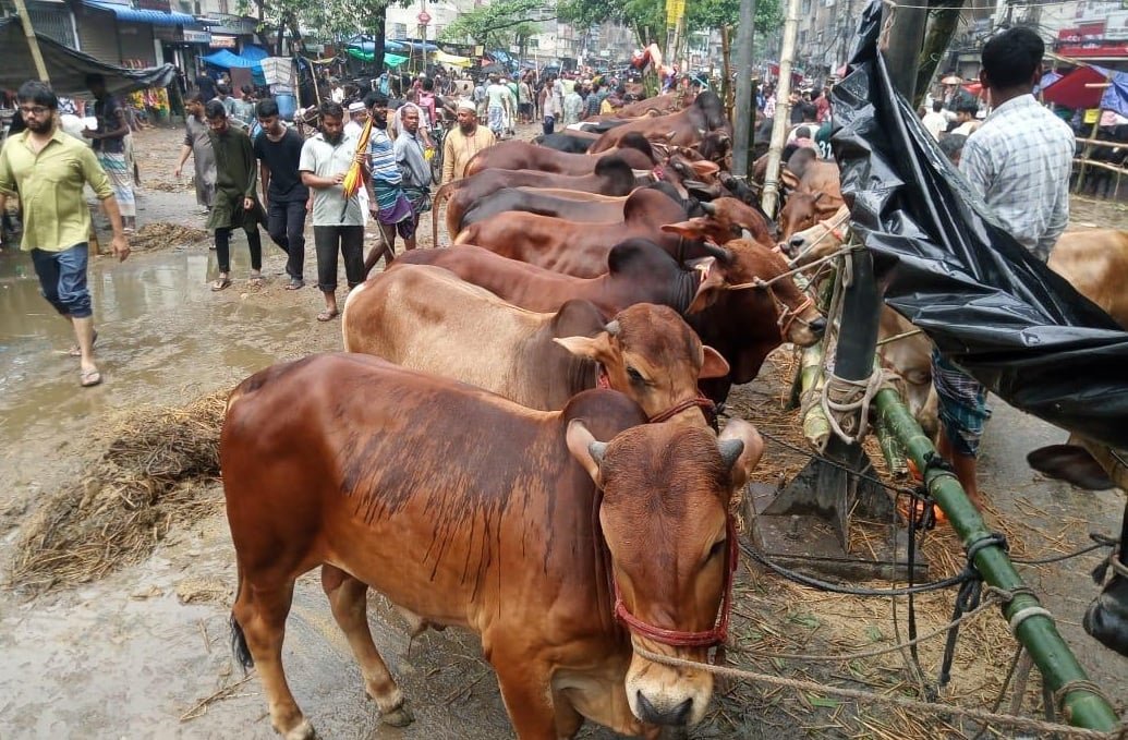 ‘গরুর দাম গত বছরের তুলনায় অনেক কম’