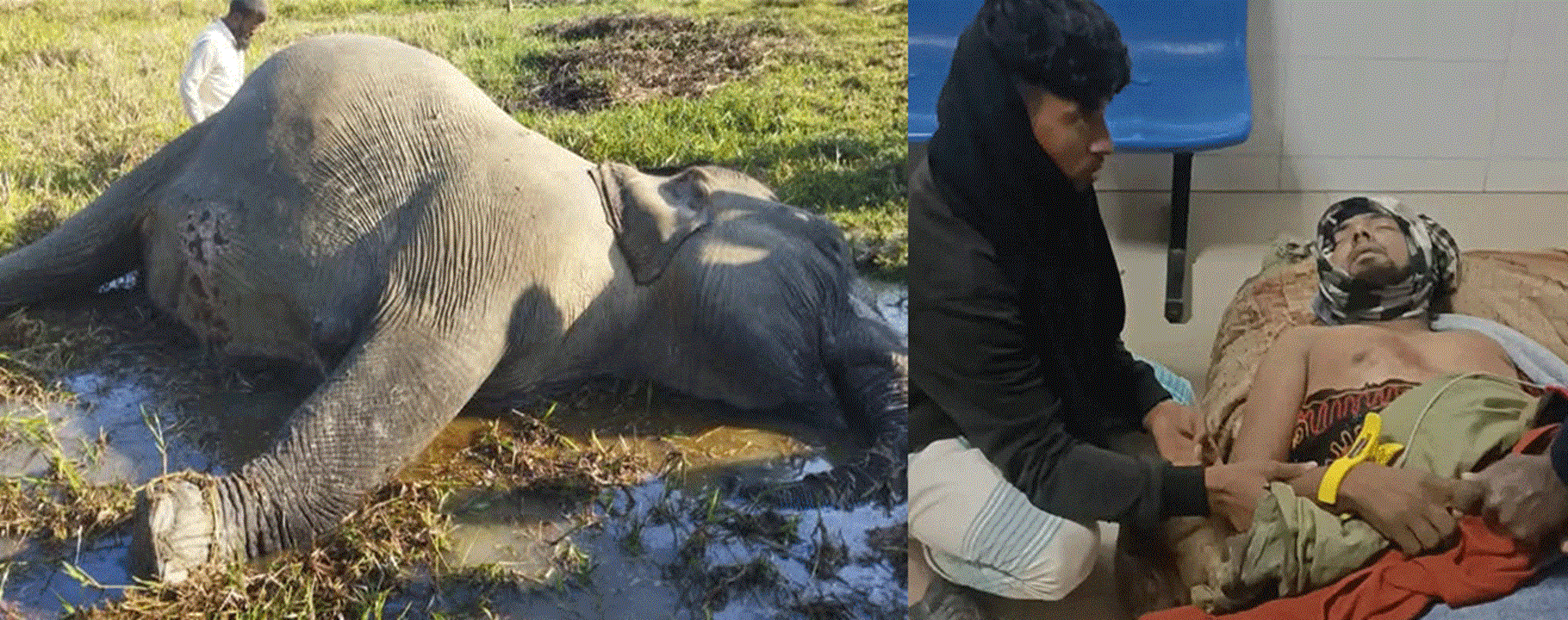 লামায় বৈদ্যুতিক ফাঁদে প্রাণ গেল বন্যহাতির, আক্রমণে কৃষকের মৃত্যু