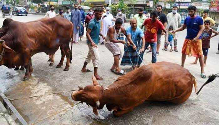 কোরবানি পশু জবাই করার সময় সিলেটে আহত ৮০ জন