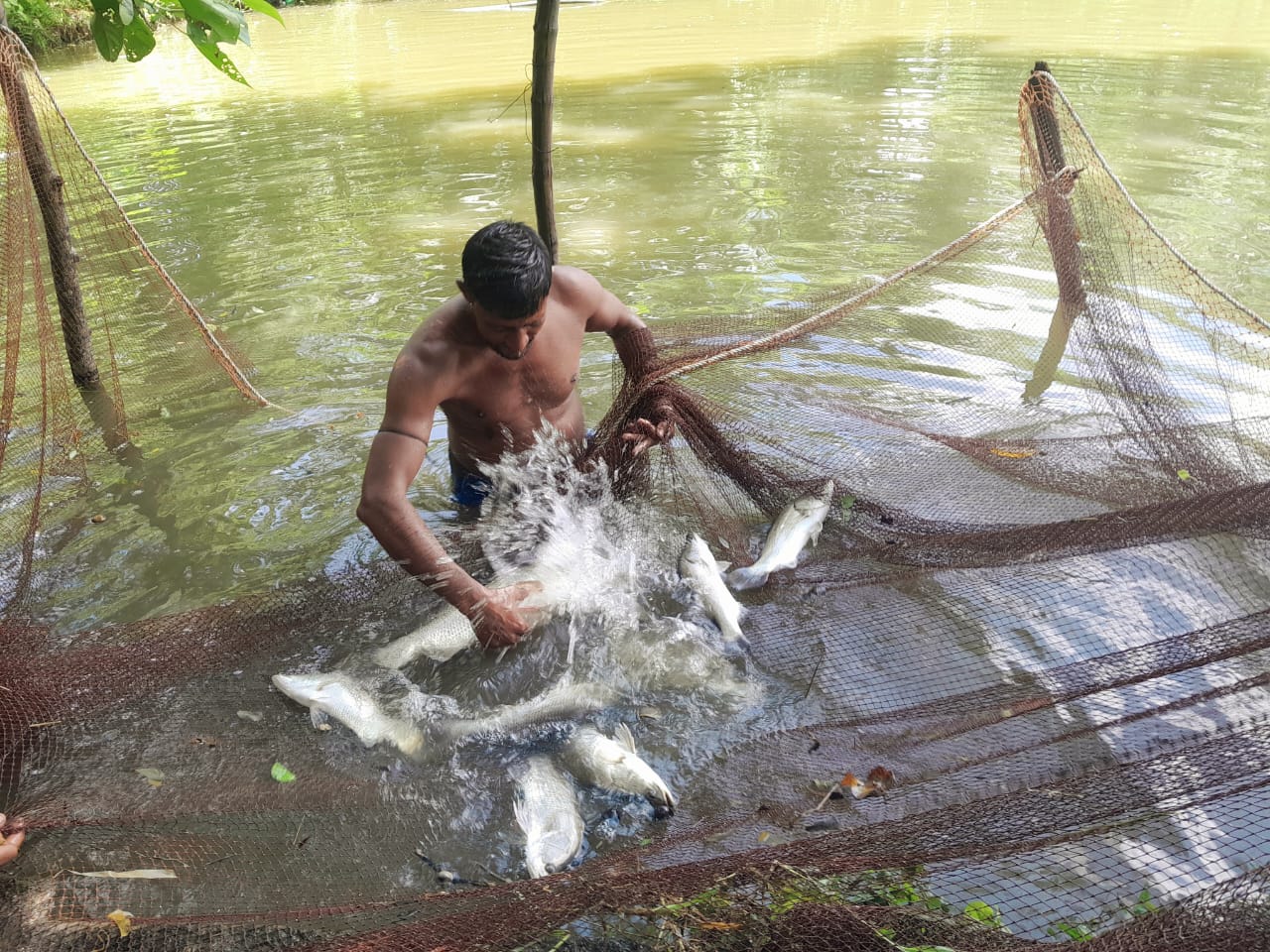 ভোলায় নদীর কোরাল চাষ হচ্ছে পুকুরে