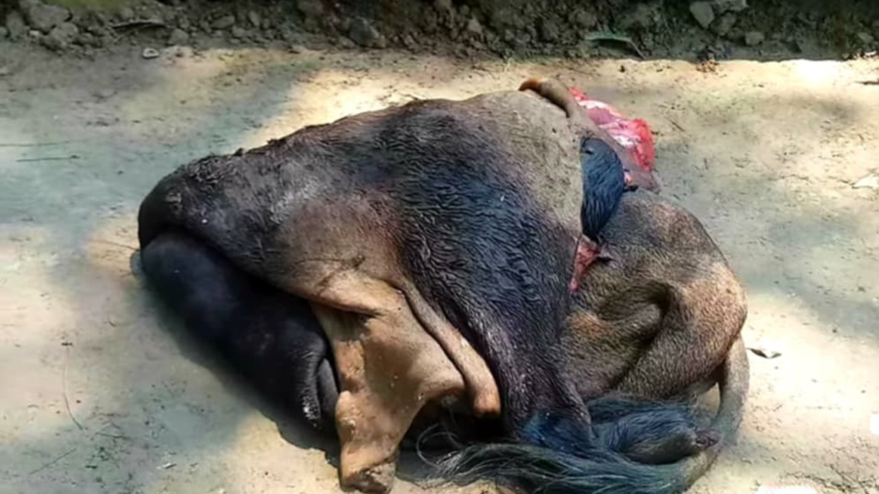 সুনামগঞ্জে চামড়ার ন্যায্য দাম না পেয়ে হতাশা