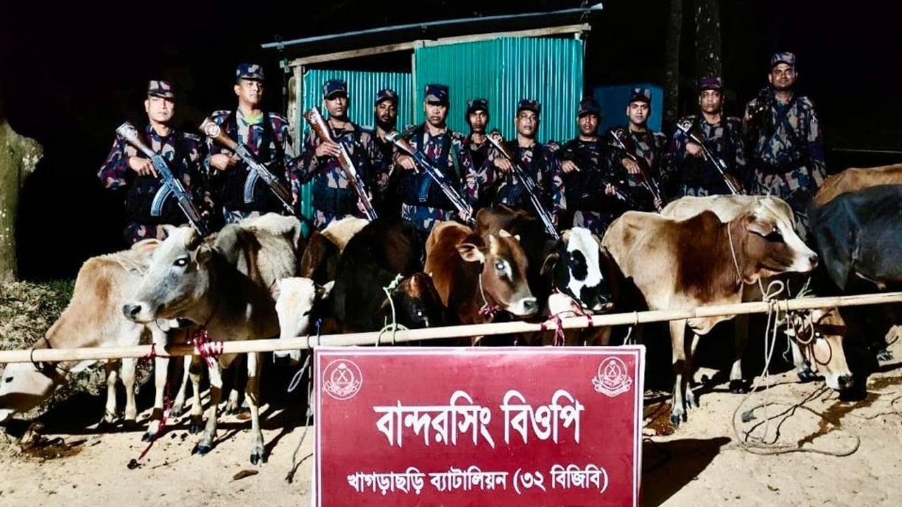 খাগড়াছড়িতে বিজিবির অভিযানে ১২টি ভারতীয় গরু জব্দ