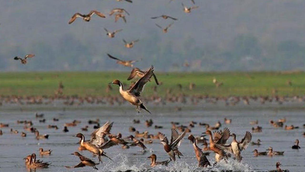 অতিথি পাখি নিরাপদে থাকুক