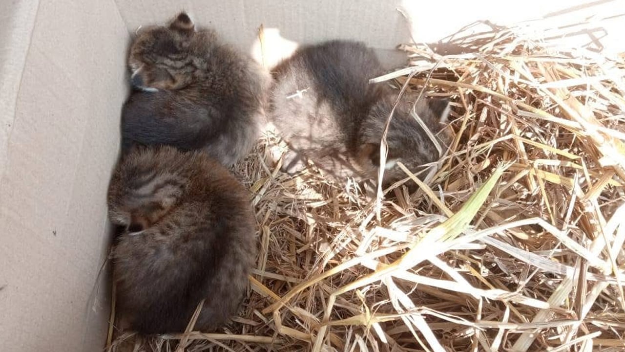 সালথায় বিরল প্রজাতির মেছো বিড়ালের তিন বাচ্চা উদ্ধার