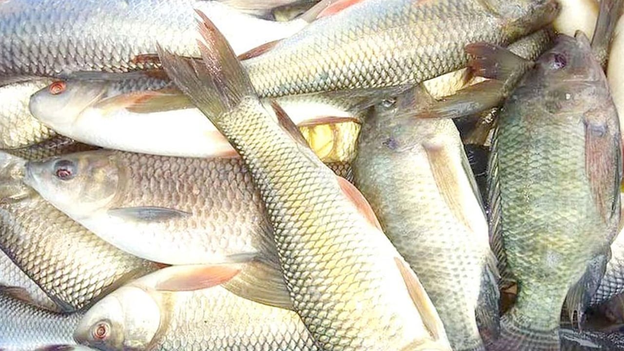 মাছ রপ্তানি বেড়েছে হাজার কোটি টাকার