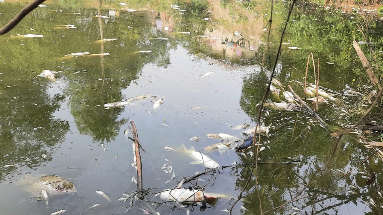 আদমদীঘিতে পুকুরে বিষ প্রয়োগ, ভেসে উঠল ২০ লাখ টাকার মাছ