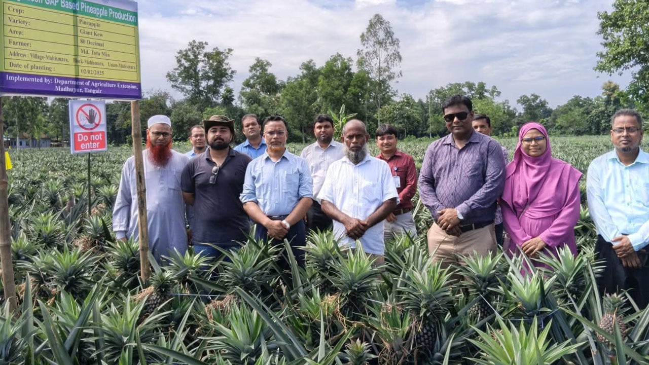 জিআই স্বীকৃত মধুপুরের আনারস যাচ্ছে পাকিস্তানের বাজারে