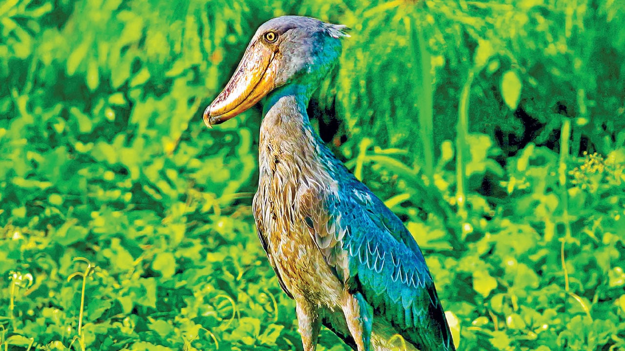 অদ্ভুত ঠোঁটের রহস্যময় শুবিল