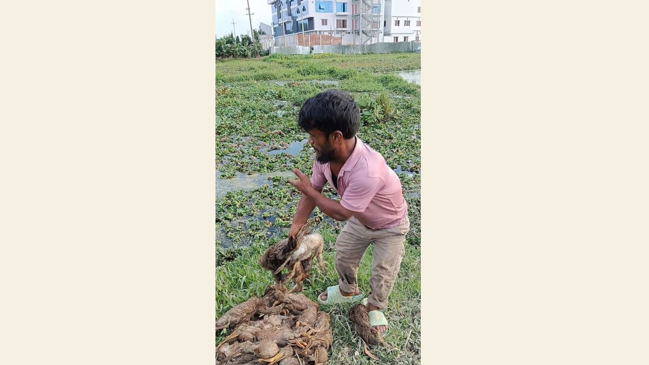 কীটনাশক কোম্পানির বিষাক্ত বর্জ্যে ২ হাজার হাঁসের মৃত্যু 