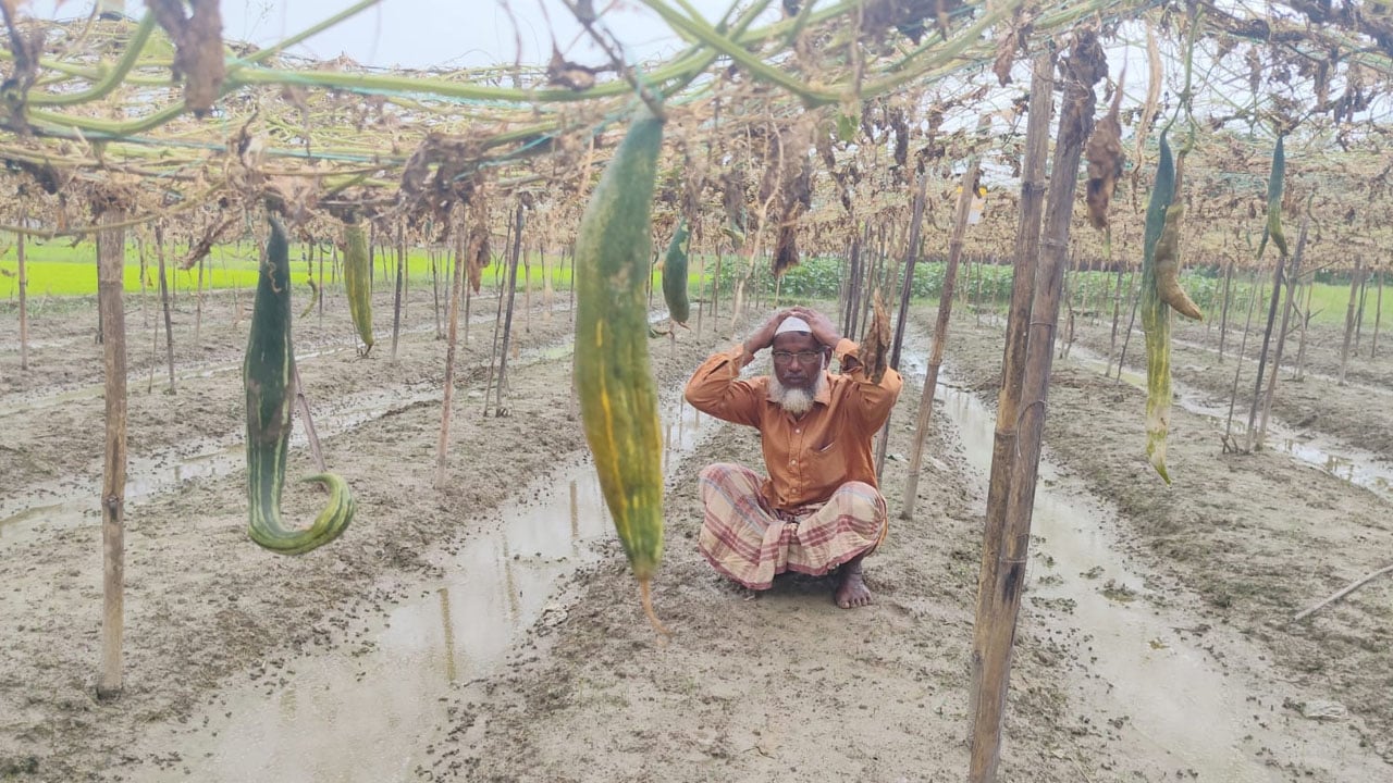 বন্যায় ভেসে গেল ফসল, ঋণের বোঝায় দিশেহারা জসিম