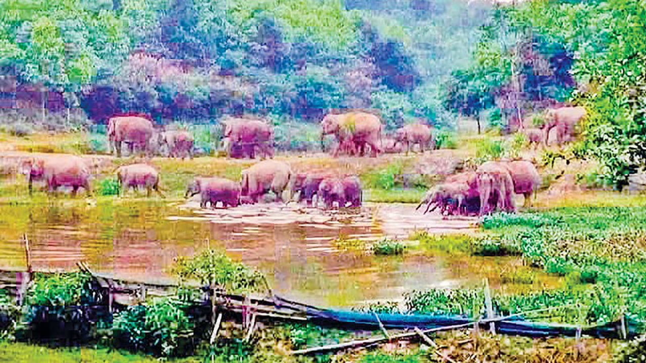 গারো পাহাড়ে বাড়ছে হাতির বিচরণ মানুষের সঙ্গে সংঘর্ষ বন্ধে উদ্যোগ