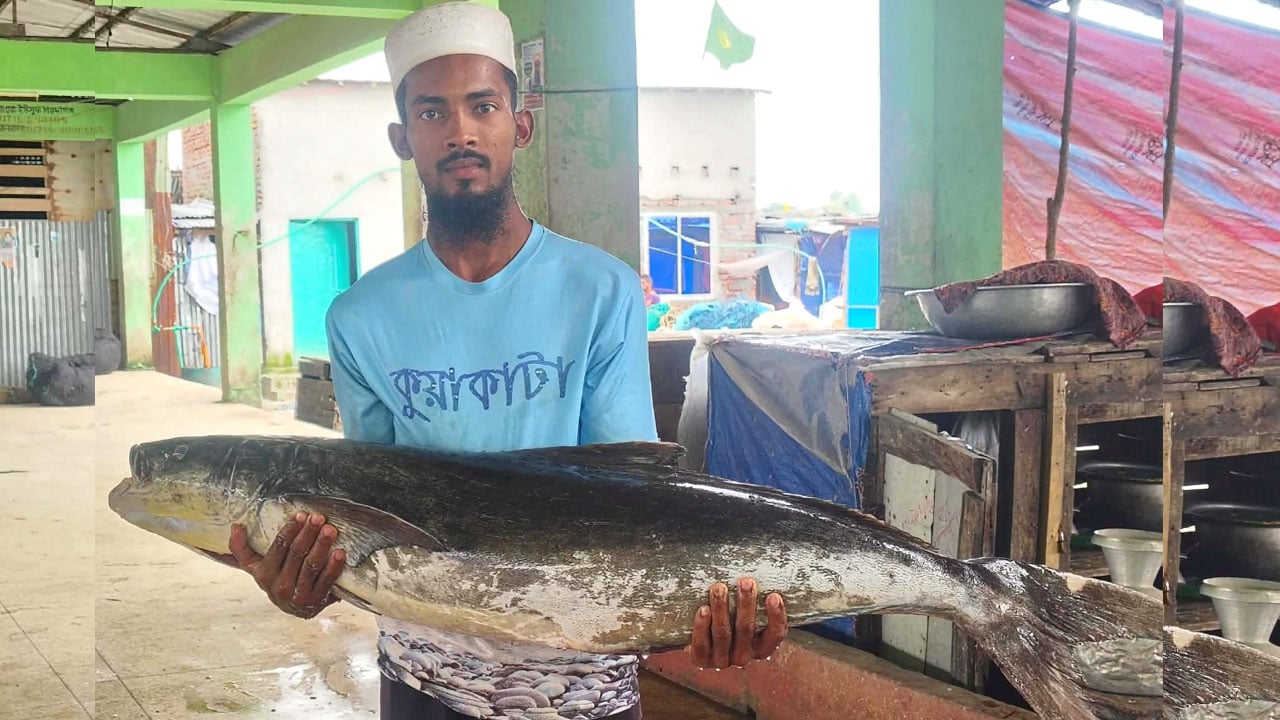 কুয়াকাটায় জেলের জালে ২০ কেজির বিরল সামুদ্রিক শোল