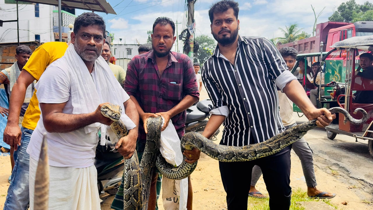 লোকালয় থেকে ১৮ ফুটের অজগর উদ্ধার, লাউয়াছড়ায় অবমুক্ত