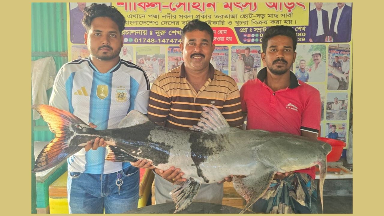 পদ্মায় ধরা দুই বাঘাইড় বিক্রি হলো ১ লাখ ১৪ হাজার টাকায়