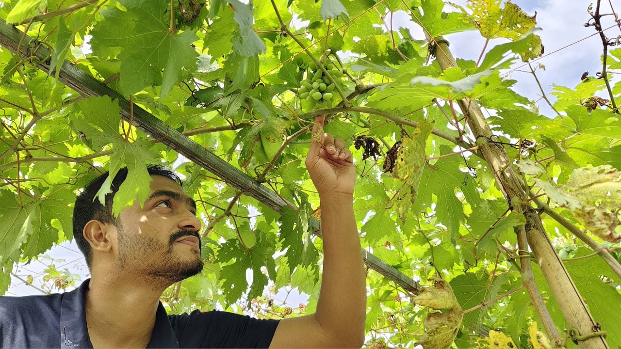 তিতাসে শখের বশে আঙুর চাষ, সম্ভাবনার নতুন দিগন্ত