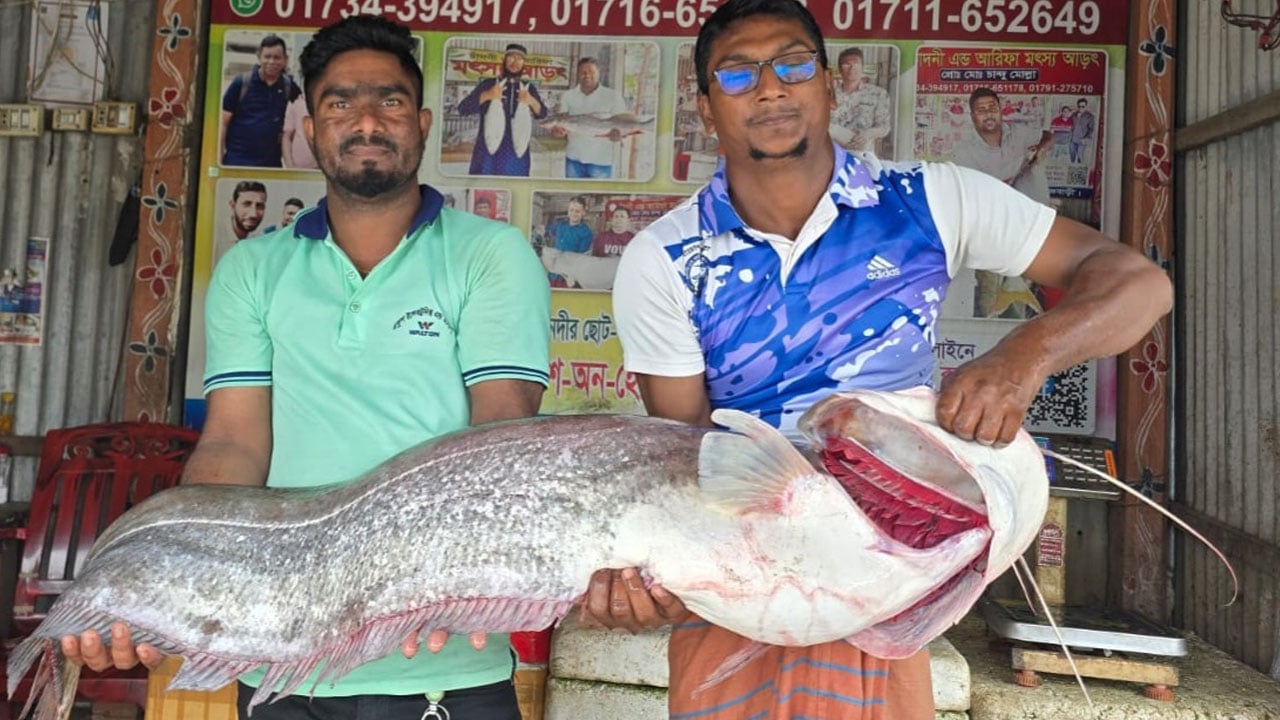পদ্মায় ধরা পড়া ২৯ কেজির বোয়াল বিক্রি হলো ৫৮ হাজার টাকায়