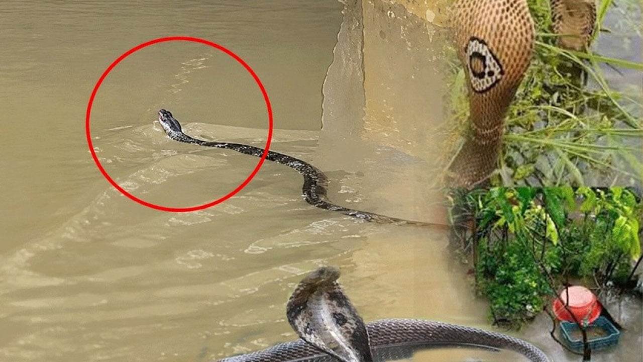 বাঁশখালীতে বন্যার পানি নামার পর সাপের আতঙ্ক, ৩৫ জনকে দংশন 