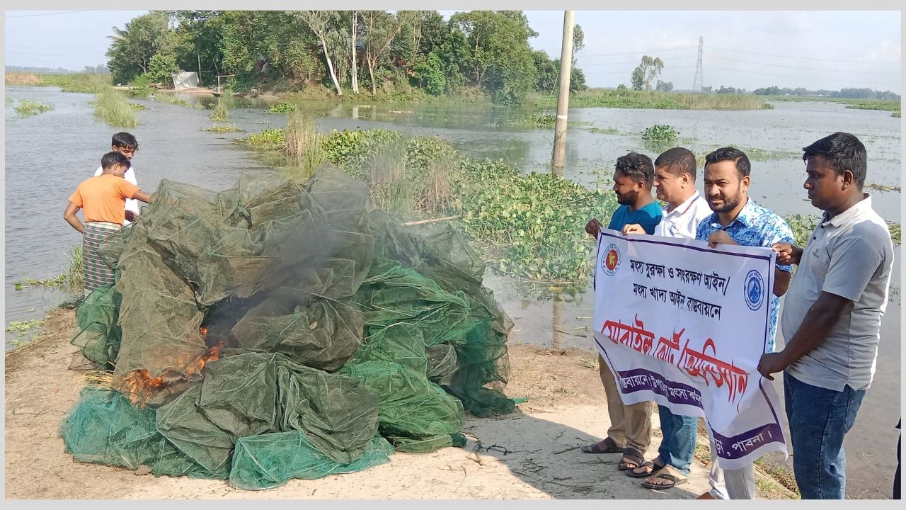 ভাঙ্গুড়ায় আরো সাড়ে ৫ লাখ টাকার নিষিদ্ধ চায়না জাল জব্দ