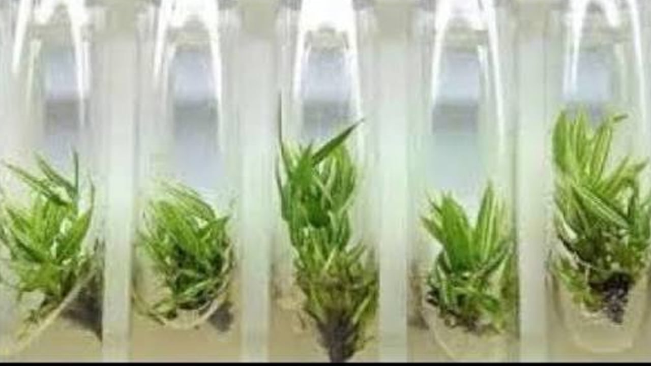 টিস্যু কালচার প্রযুক্তিতে নতুন আশা