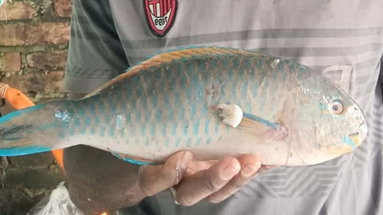কুয়াকাটায় জেলের জালে ধরা পড়ল বিরল ‘প্যারট ফিশ’