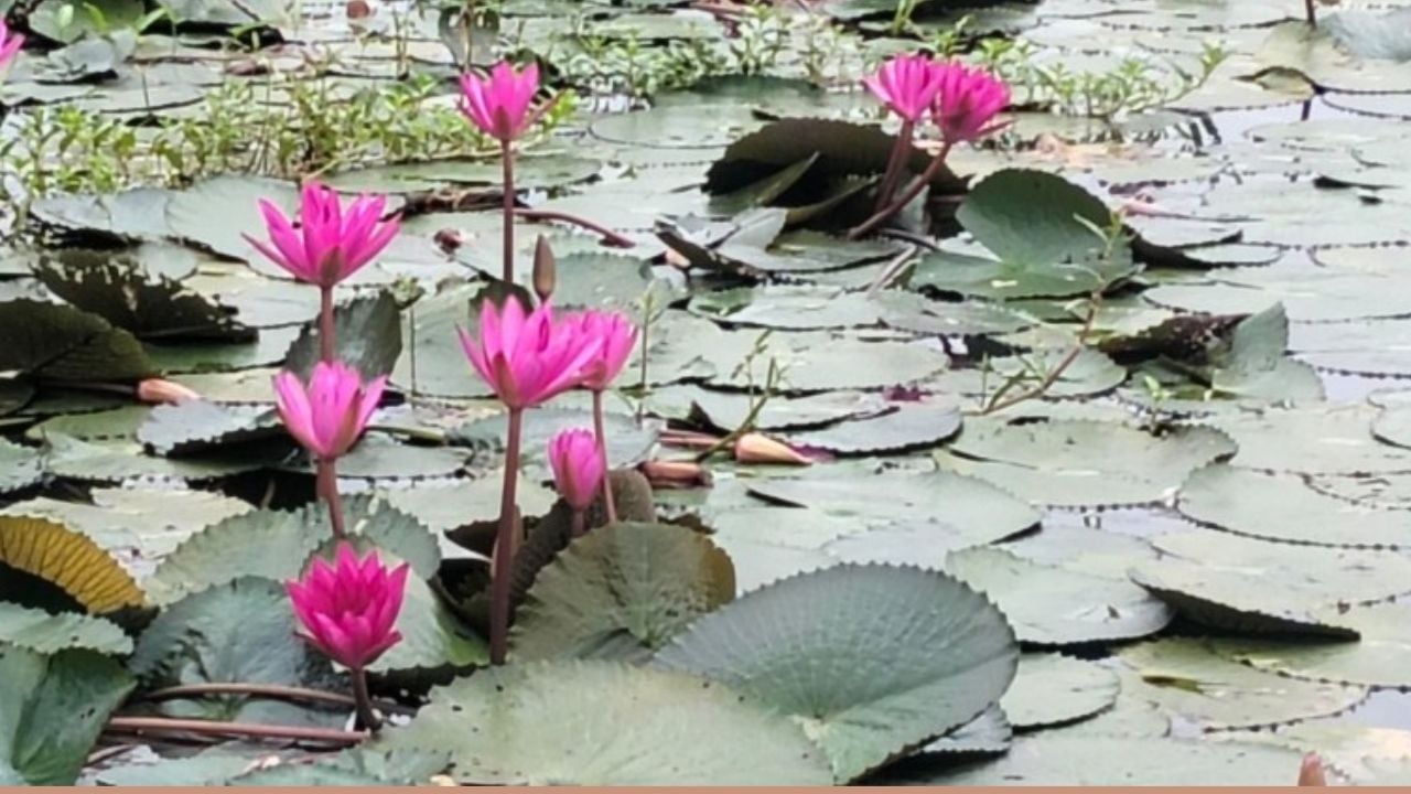 লাল শাপলার রঙে রাঙা কটিয়াদীর মরা নদী